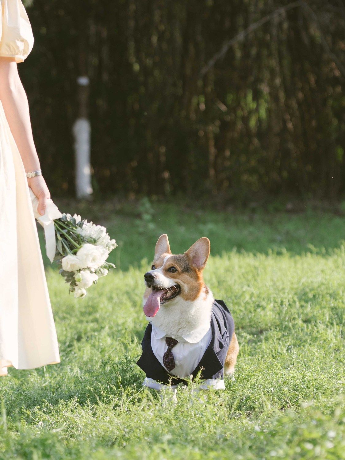 Pet suit, tuxedo