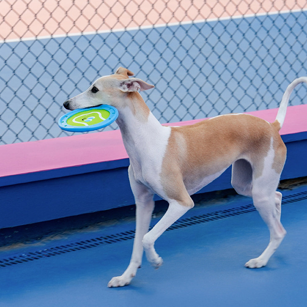 Beginner Training Toy - Interactive Pet Frisbee