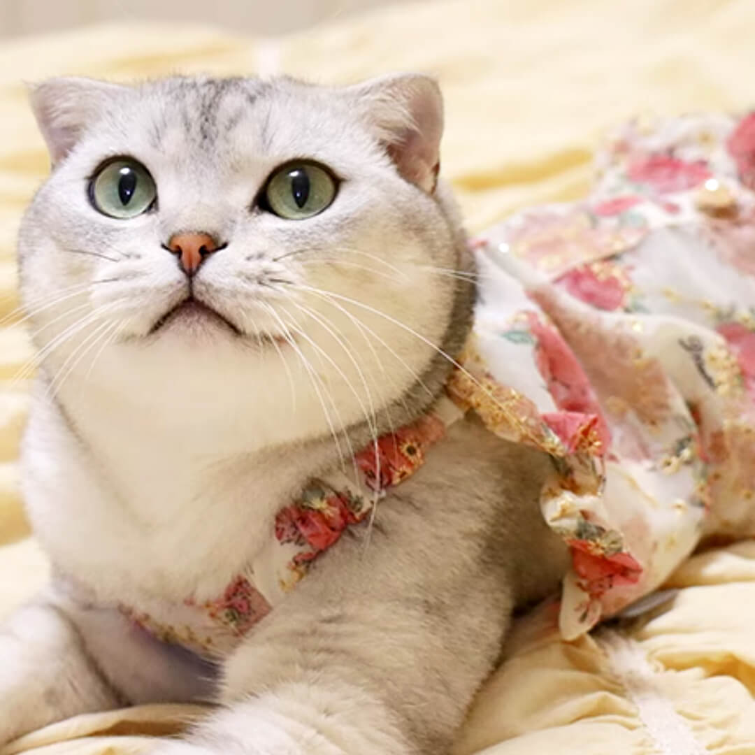 Flora Cat Dress