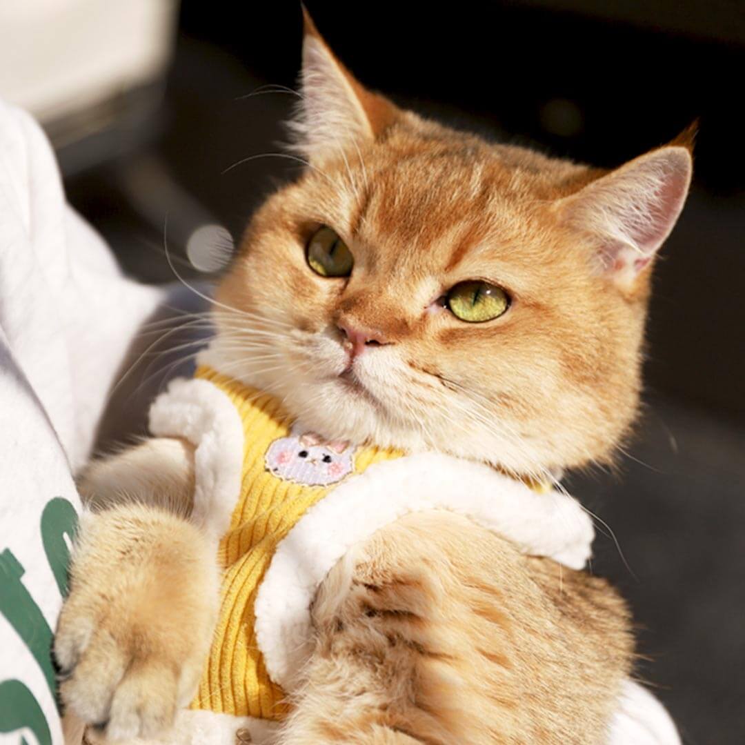 Fuzzball Cat Harness & Leash Set