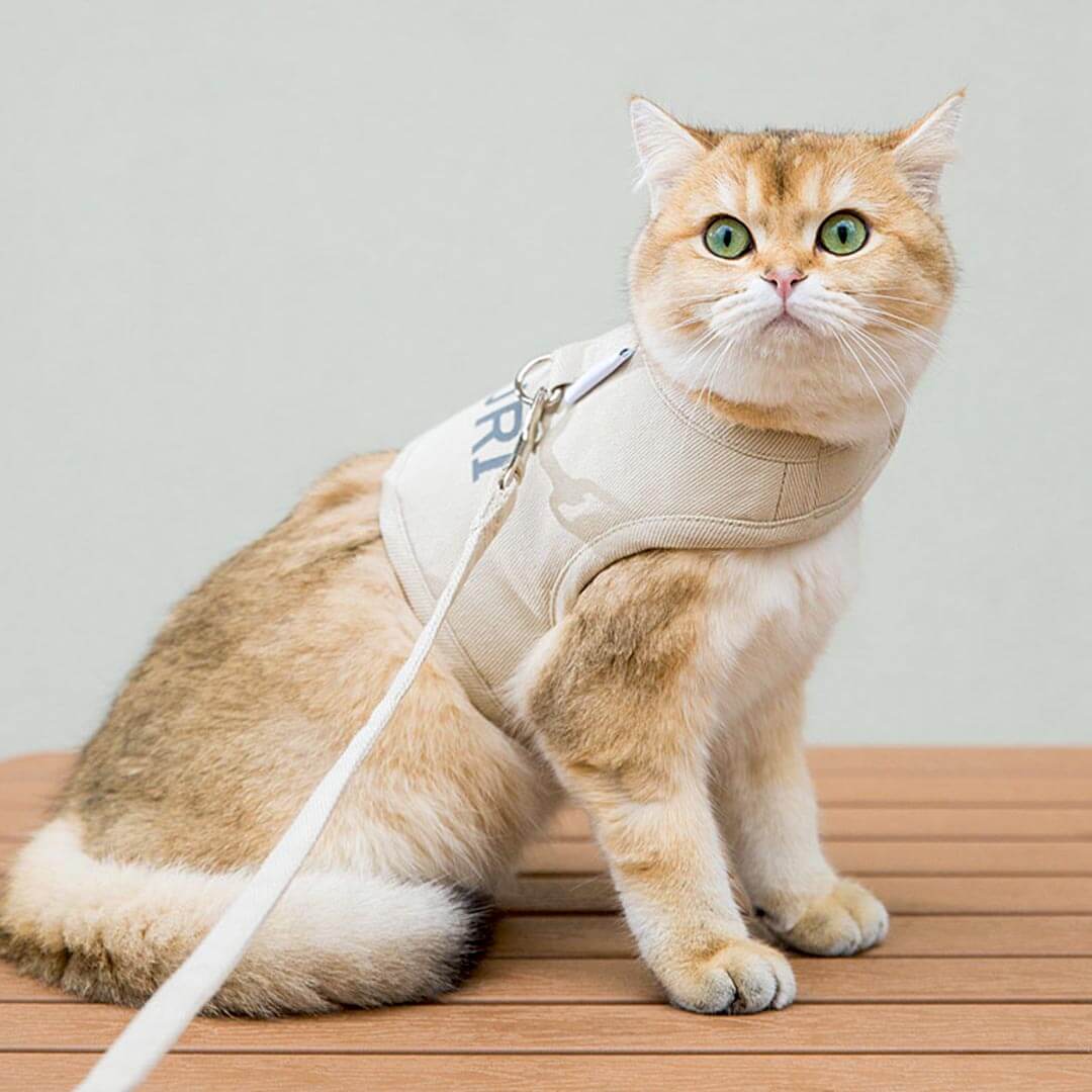 Loki Cat Harness & Leash Set