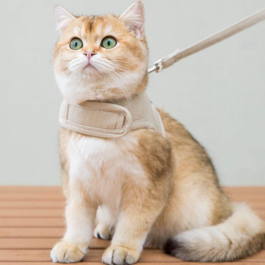 Loki Cat Harness & Leash Set
