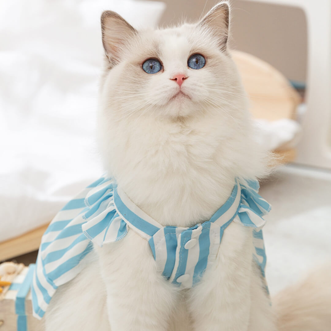 Nova Cat Dress