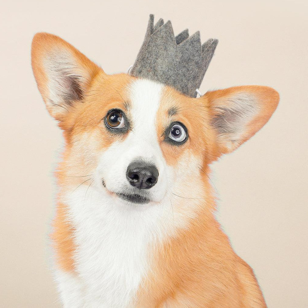 Pawty Dog Crown Lights