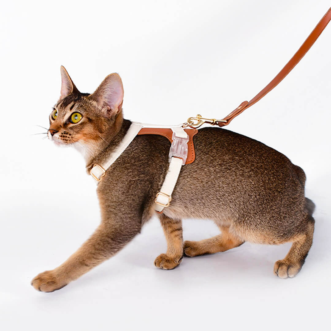 Phoenix Cat Harness & Leash Set