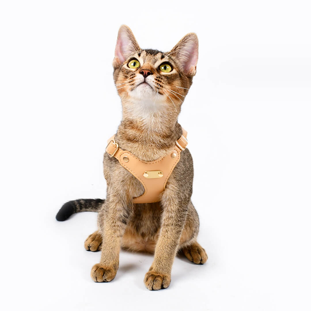 Rio Cat Harness & Leash Set