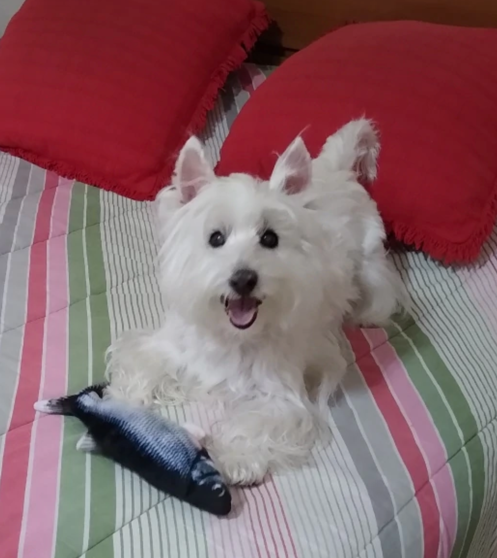 HappyFish™ Interactive Dog Toy