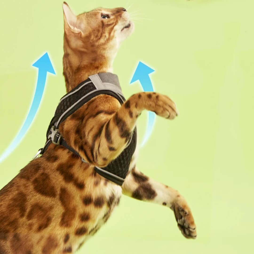 TouchCat Voyager Cat Harness & Leash Set