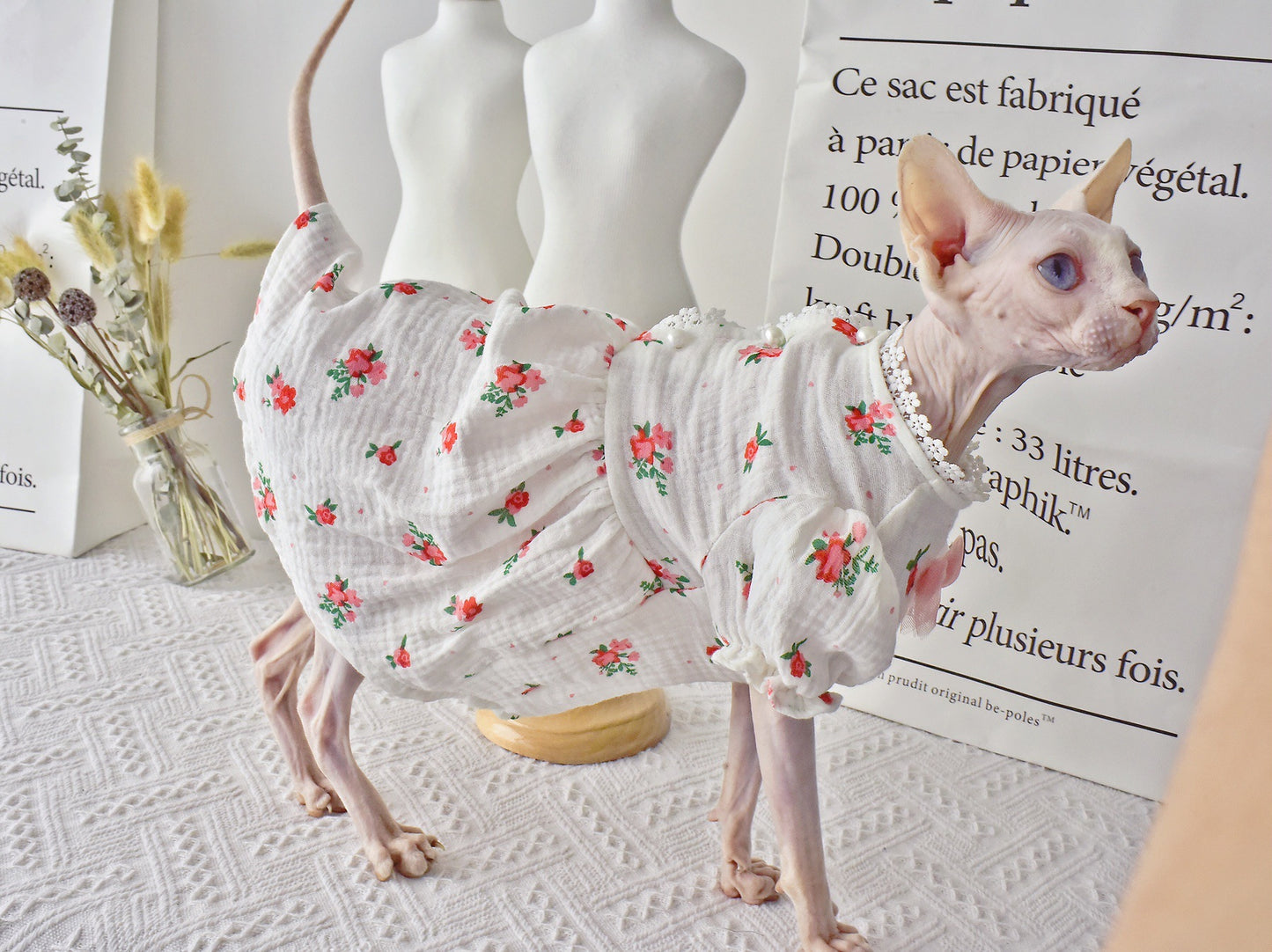 Botrytis - Sphynx Hairless Cat Summer