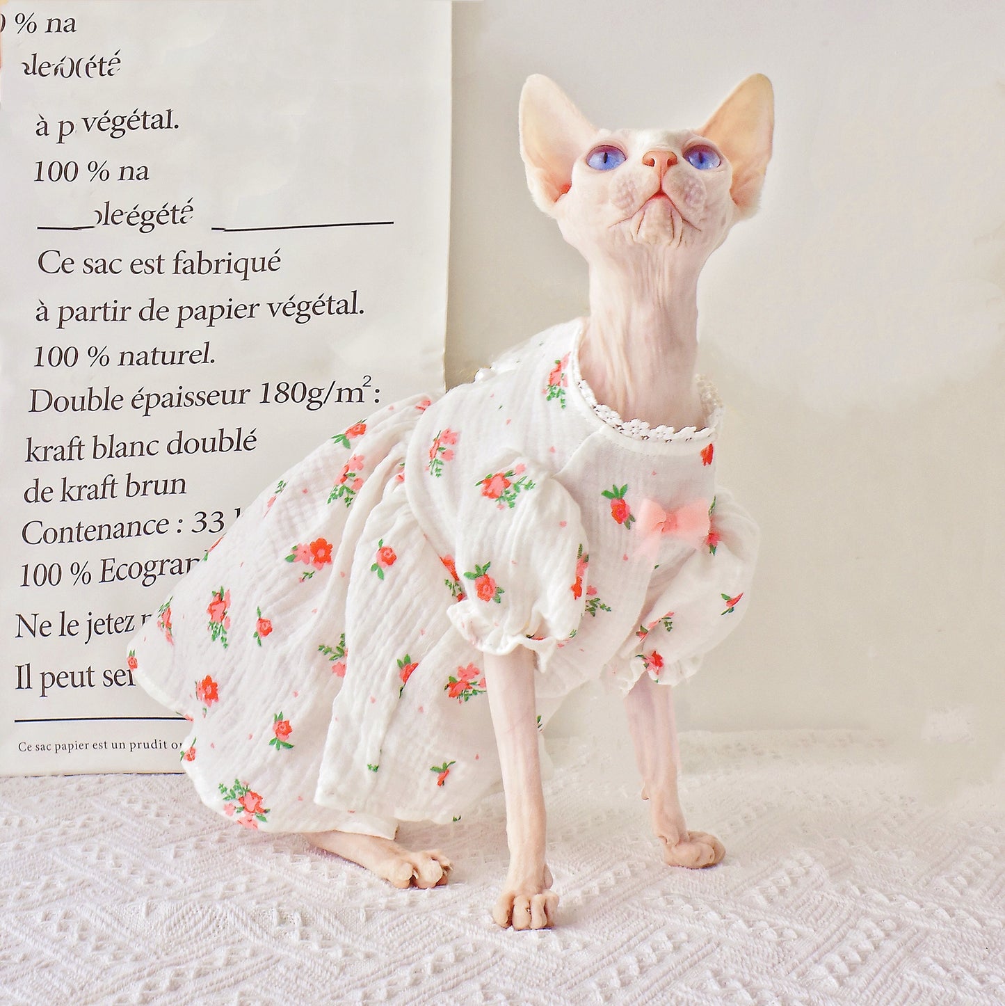 Botrytis - Sphynx Hairless Cat Summer