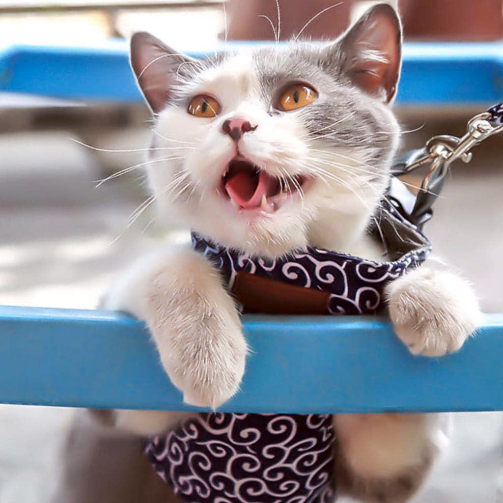 Fuku Cat Harness & Leash Set