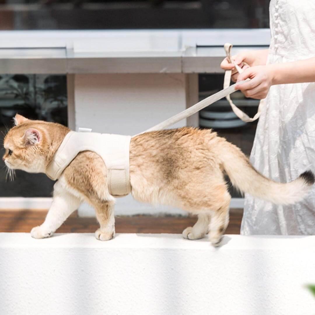 Loki Cat Harness & Leash Set