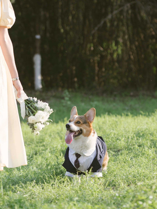 Pet suit, tuxedo