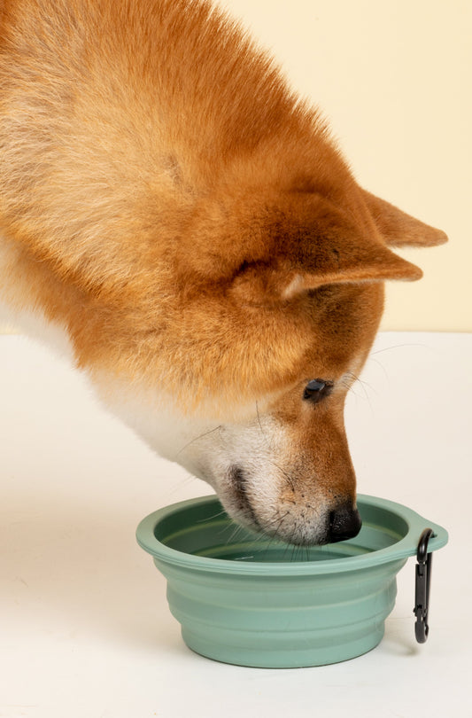 Slurp Silicone Dog and Cat Travel Bowl