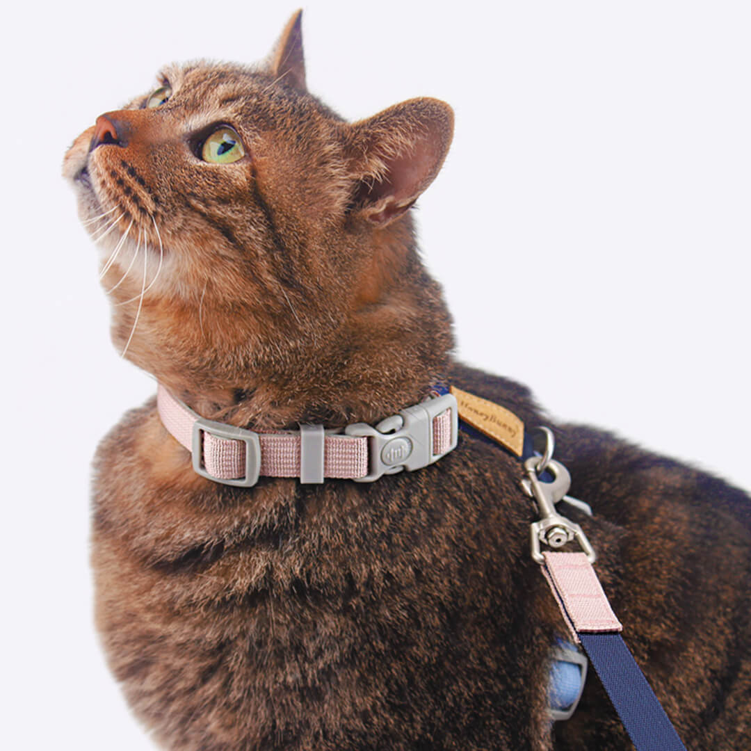 Honey Bunny Cat Harness & Leash Set
