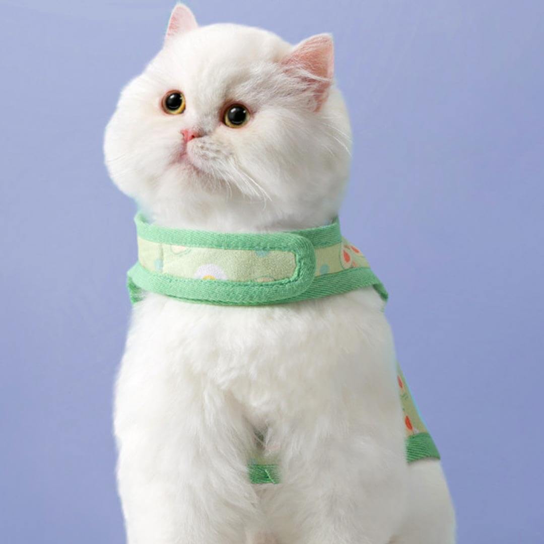 Nova Cat Harness & Leash Set