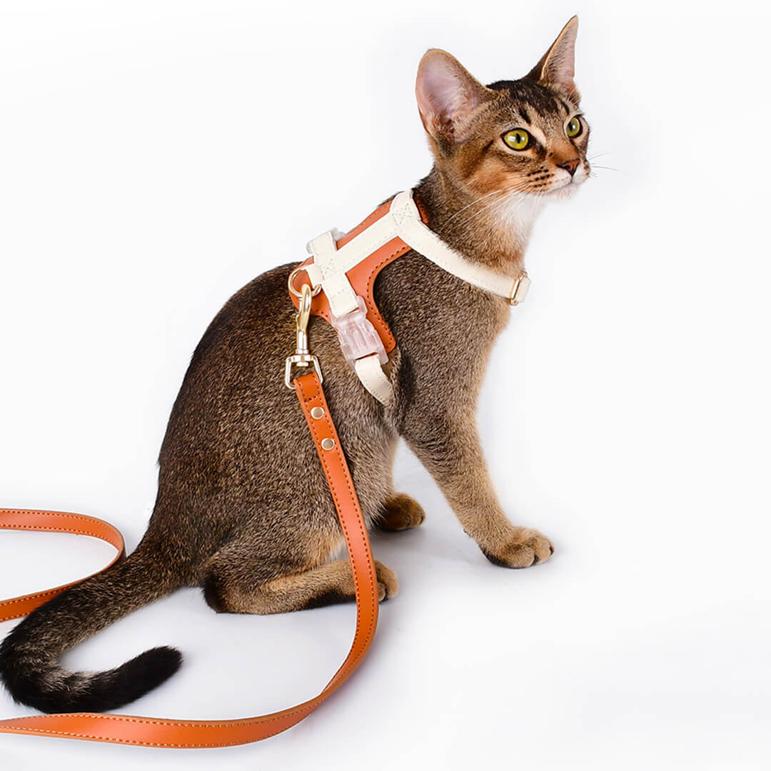 Phoenix Cat Harness & Leash Set