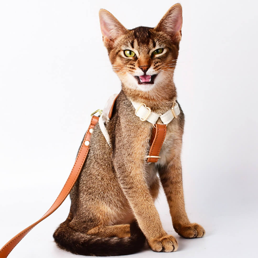Phoenix Cat Harness & Leash Set