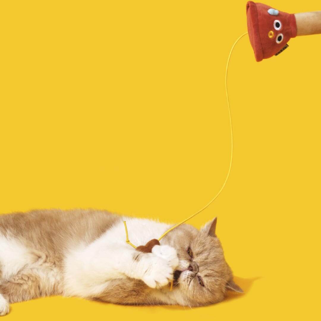 Plunging Poo Cat Teaser