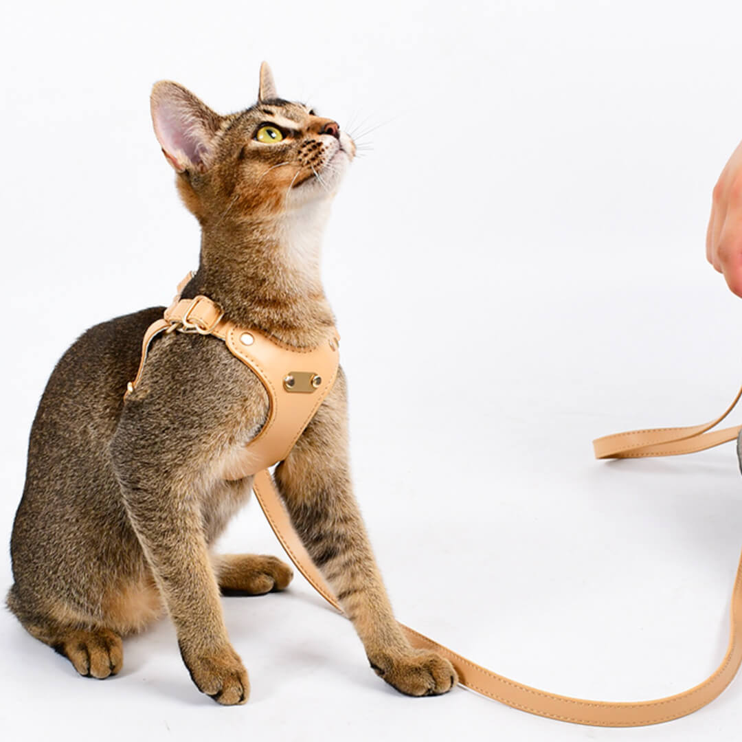 Rio Cat Harness & Leash Set