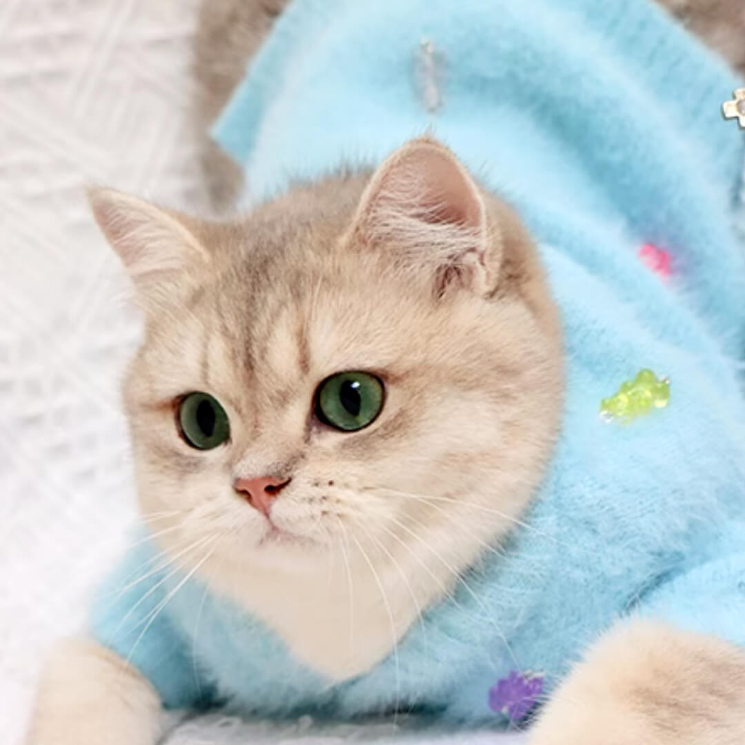 Jelly Bear Cat Cardigan