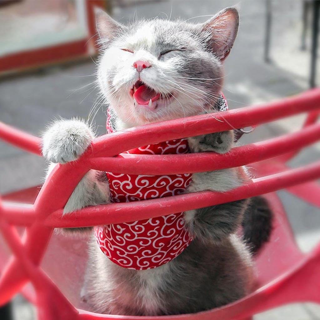 Fuku Cat Harness & Leash Set
